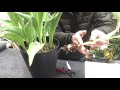 チューリップ🌹の花が終わった後の球根の育て方＆掘り上げのタイミングとは！！