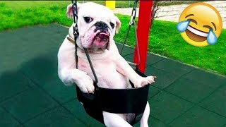 Funny Cats /Dog Videos 2024 😅 - Best Funny Animal Videos Of The week 🐶 😹 by FunnyWorld 2,056 views 1 month ago 25 minutes