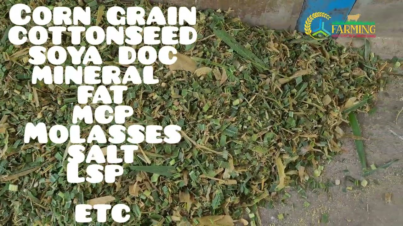 Dairy farming india,feed formulation, jersey & hf cow farm,राशन संतुलन