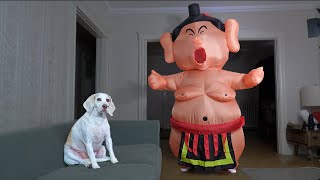Dog vs Sumo Wrestler Prank: Funny Dog Maymo Learns to Sumo Wrestle