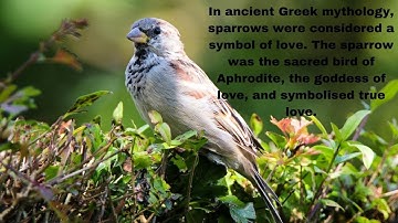 Sparrow⚜️⚜️ Sparrow Trap❤️❤️Sparrow Operator Skill Cod Mobile