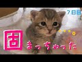 【保護猫】何故か放心してしまう子猫【生後21日】Immovable kitten