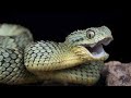 The Most Venomous Snakes in the World | Modern Dinosaurs | Big Snake #02