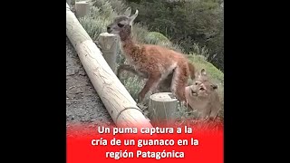 Un puma captura a la cría de un guanaco en la región Patagónica