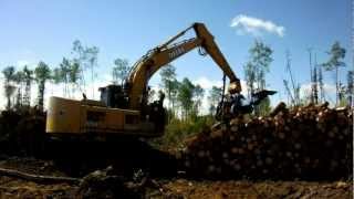 Pulp Wood Harvest - Processor At Work