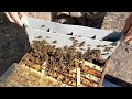 Пчёлы в сентябре. Разное.  19.09.2020