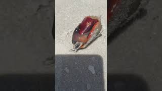 Estero Beach Sea Creature
