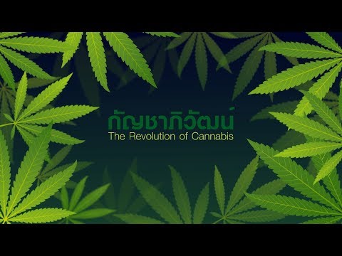 กัญชาภิวัฒน์ - วิวัฒนาการกัญชา REVOLUTION OF CANNABIS | Infographic