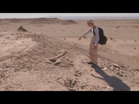 Video: I paleontologi leccano le ossa?