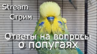 СТРИМ On Line Ответы на вопросы о попугаях