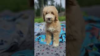 Molly and Trixie #puppy