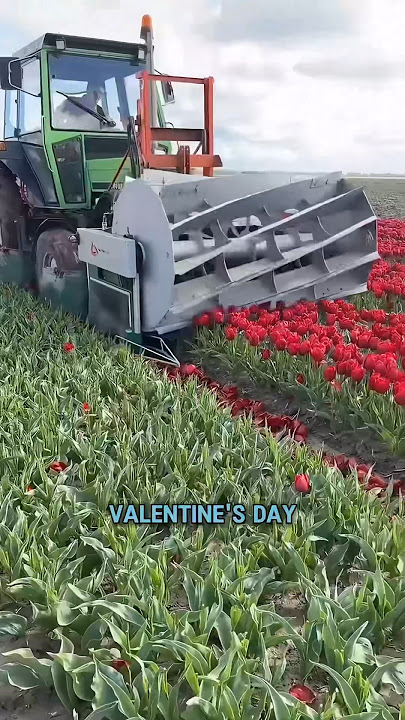 The Truth About Tulip Topping