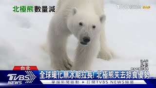 氣候變遷衝擊棲地! 北極熊本世紀末恐滅絕｜十點不一樣20230109@TVBSNEWS01
