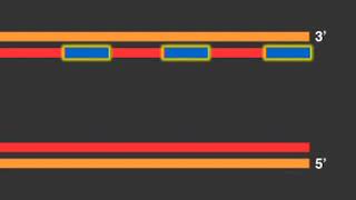 Replicación de los Telómeros