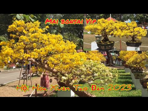 GT #178 | Mai vàng bonsai | Hội Hoa Xuân Tao Đàn Xuân Quý Mão 2023