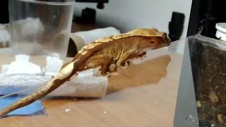 Slow Walking Gecko (video is NOT slow motion)