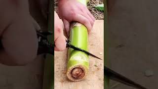 The process of making a cut on a banana tree trunk using a knife is done by an expert.#shorts