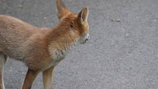 Friendly Fox ๐ฆ 4k Panasonic G9,Lumix 45-175mm
