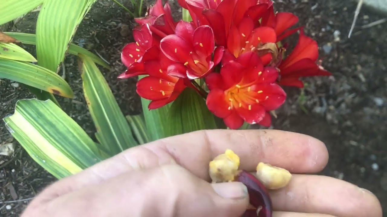 Variegated Clivia miniata, The Kaffir Lilly
