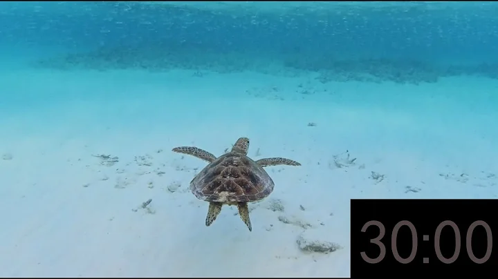 30 minute Calm Sea Turtle Swimming Countdown Timer with Soft Background Music