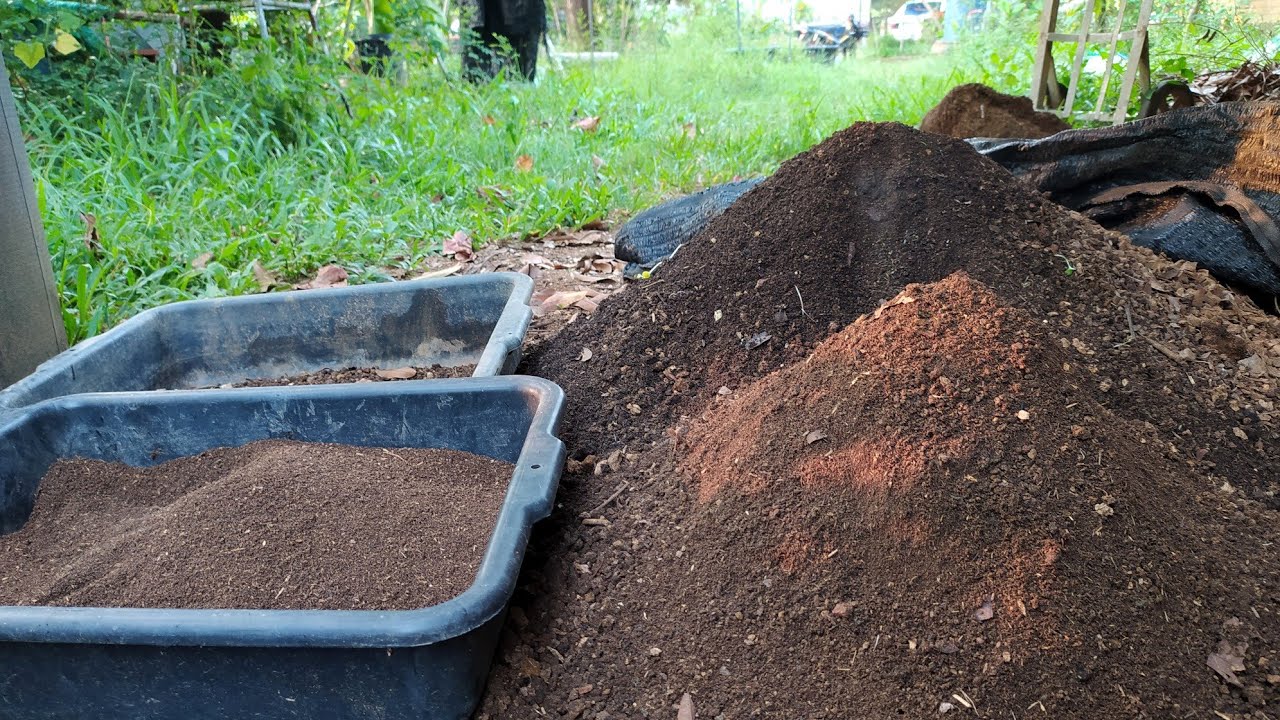 วิธีเลี้ยงไส้เดือนAf  แบบง่ายๆ บนพื้นดิน