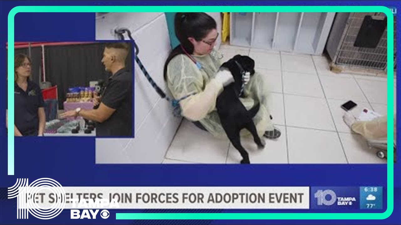 Tampa Bay animal shelters hosting mega adoption event - YouTube