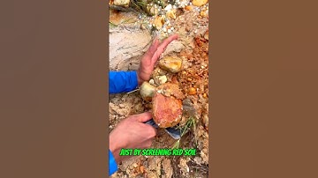 #goldrush 2025 from red soil making $3000 a day is just too easy #goldpanning #goldmining