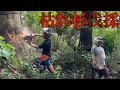 【不可解】枯れ杉の伐採！！棒になった杉を伐採していく【林業】
