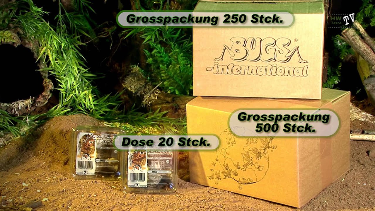 Steppengrillen groß in der Dose oder Großpackung