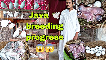 java breeding progress || java sparrow farming || albino java