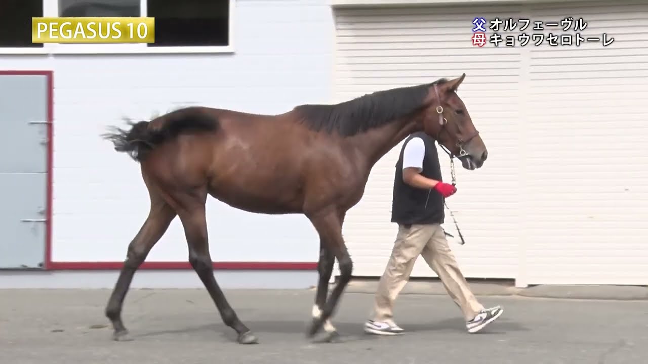 PEGASUS10（オルフェーヴル×キョウワセロトーレ）2023年秋 - YouTube