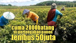 Cabe 2000 batang Pertengahan panen sudah dapat 50juta