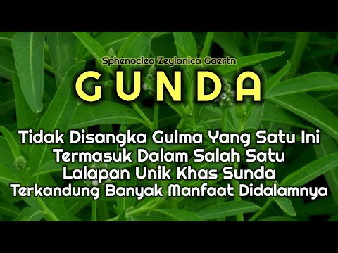 Manfaat Sayur Gondo