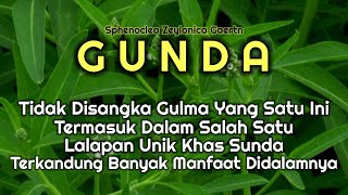 Download Lagu Gunda Adalah Salah Satu Gulma Yang Menjadi Lalapan Khas Sunda | Manfaat Gunda #petani #herbal