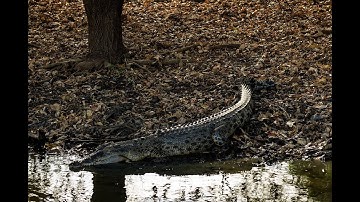 Every fish counts: How Northern Territory Fisheries are putting AI to work in Darwin Harbour