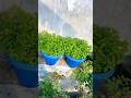 How to grow mint in growbags 🌱#mint #gardening #youtubeshorts