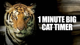 1 Minute Timer - One Minute Big Cat Timer - Tiger Growling Alarm Sound