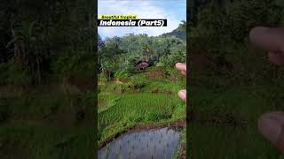 Tropical Forest Indonesia (part 5) travel tropicaldesign gardendesign tropicalhome gardenstyle