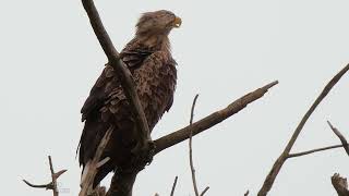 Seeadler im Gegenlicht