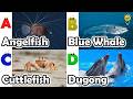 ABC Sea Animals song | Learn Alphabets | English and Animals for Kids | #anglerfish