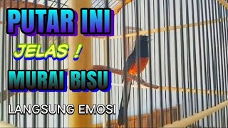 FULL ISIAN RAPAT, KRETEKAN KASAR MURAI BATU GACOR PANCINGAN MURAI AGAR BUNYI EMOSI NYAUT BUNYI 