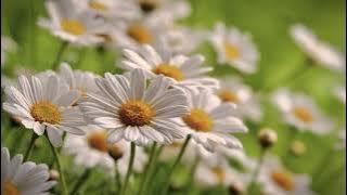 Paling Tidak (LIRIK) - Melly Goeslaw