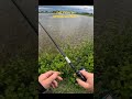 Neues Video bei @SPRODeutschland online! #angeln #fishing #zander