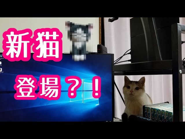 新しい猫wがやって来た？！