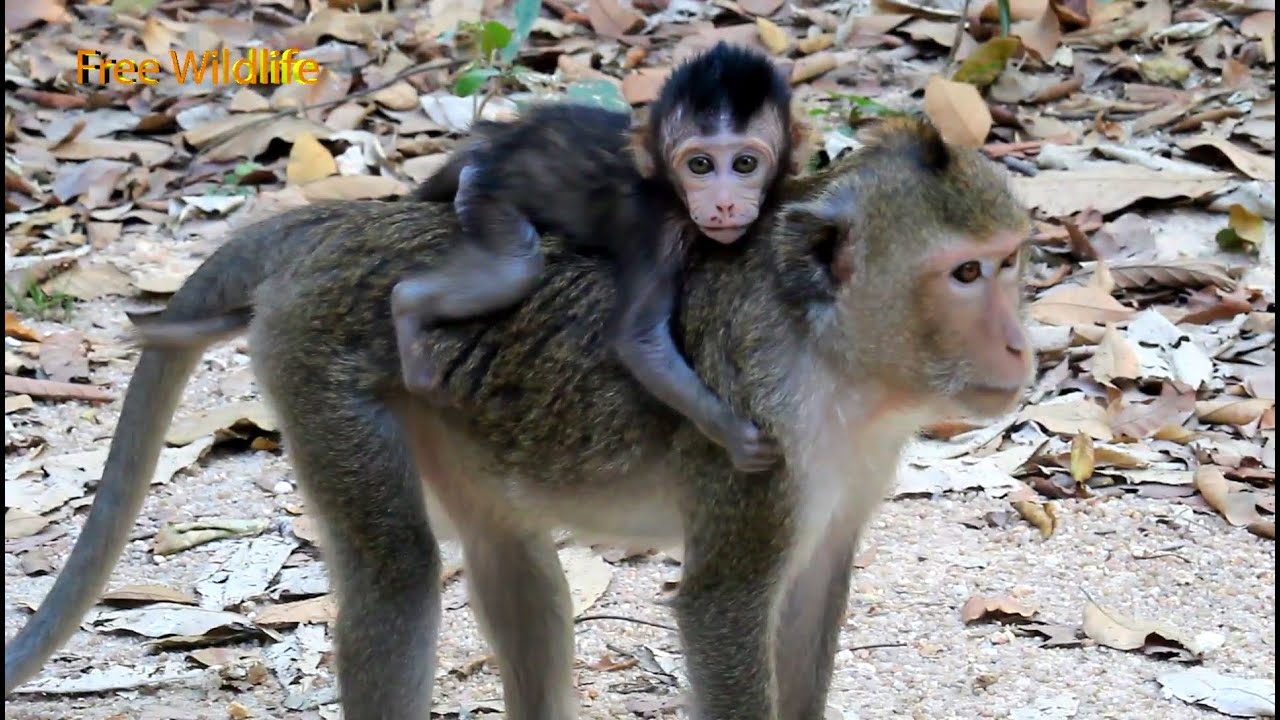 A good mother monkey, she feeds her baby to sleep and her baby likes to