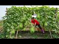Harvest 1000+ Kg Of Spiny Chayote Goes to market sell - Cooking | My Daily Life