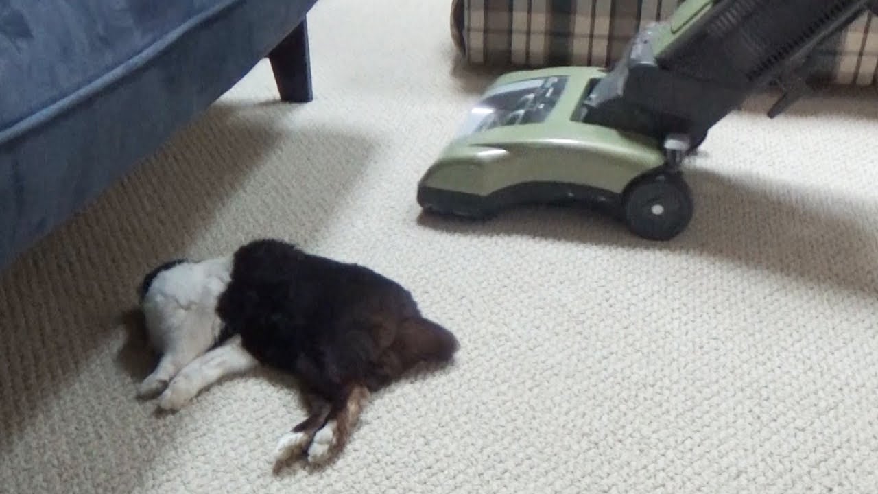 Sleeping Rabbit Won't Wake Up for Vacuum 