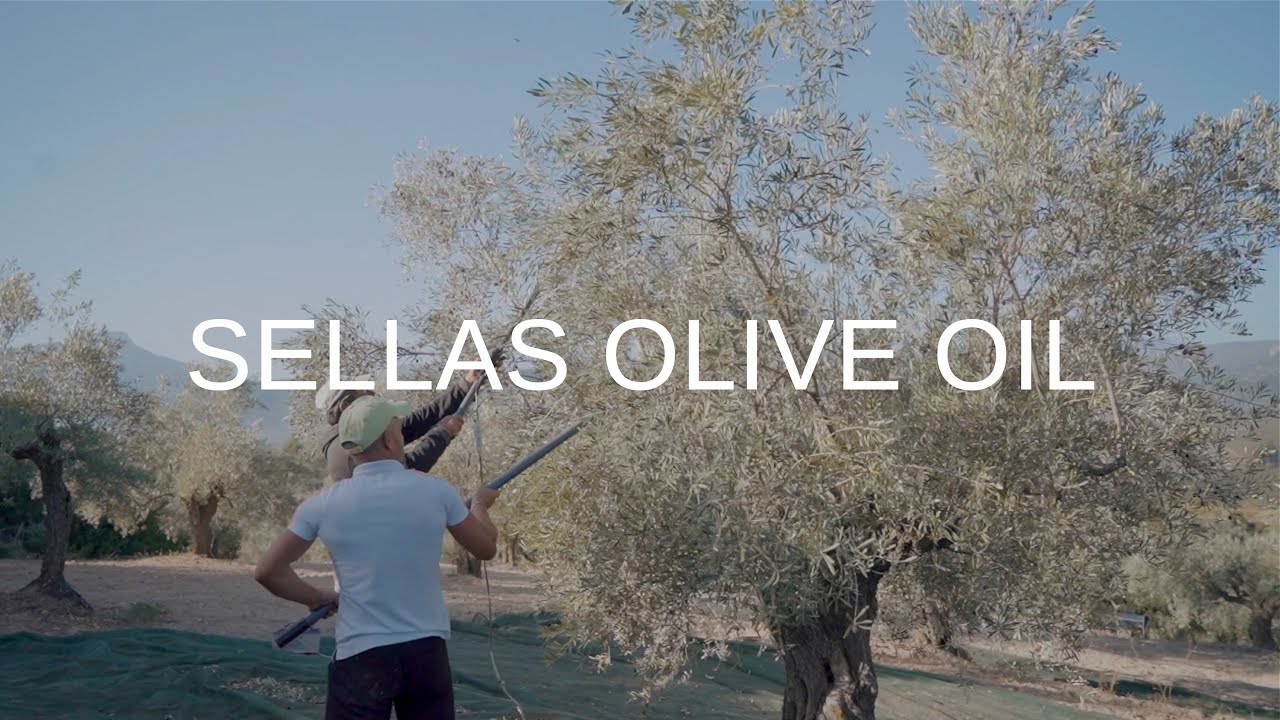 Sellas Olive Oil | Company Video