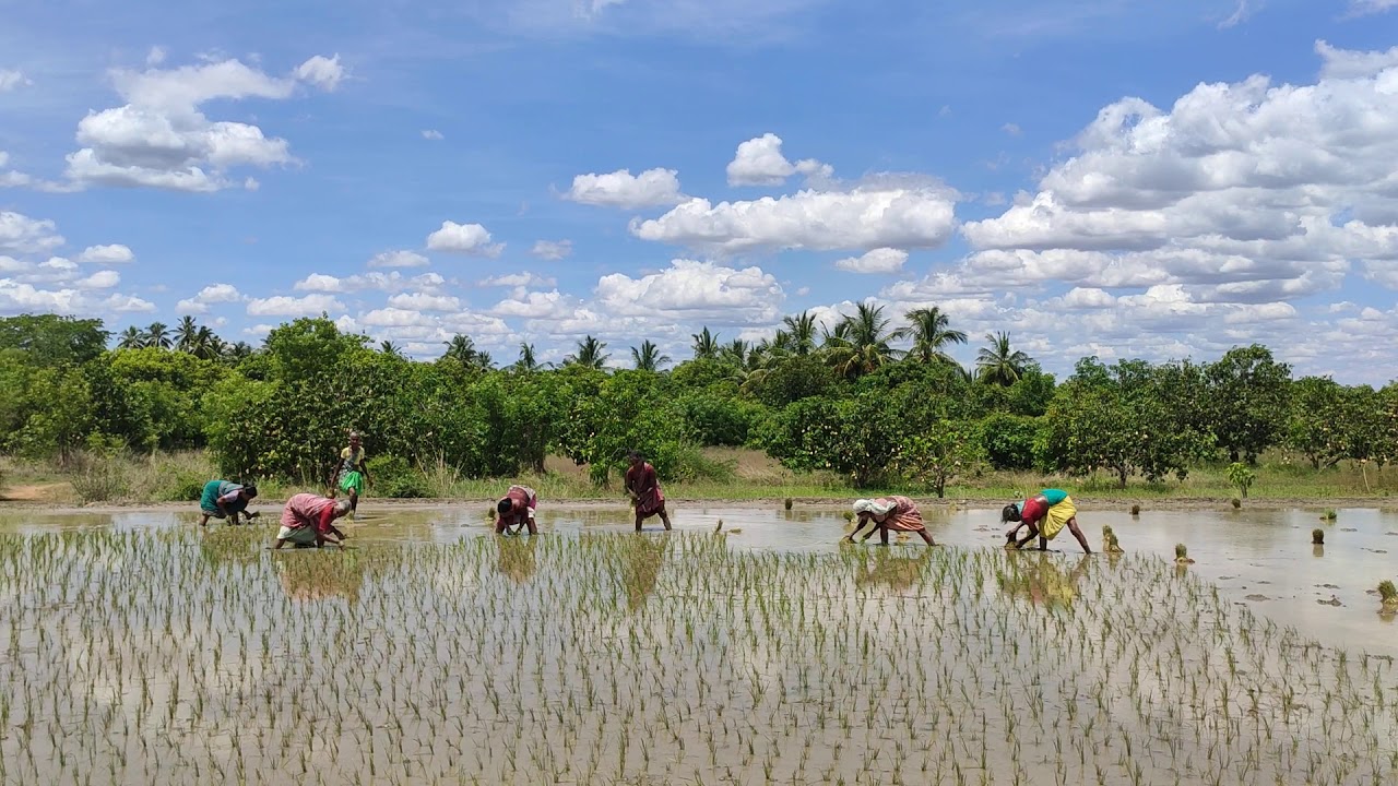Work song / Farmer / cultivation / love nature / latest song /folk song
