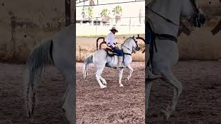 Caballo Bailador en cuadra Memo La Liebre, Union De San Antonio Jalisco ??